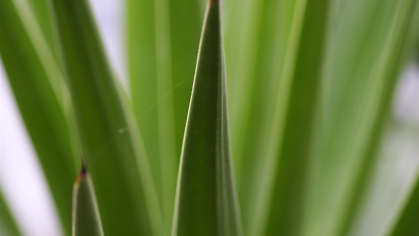 fleurs d'écran HD grosse veine #14 - 1366x768