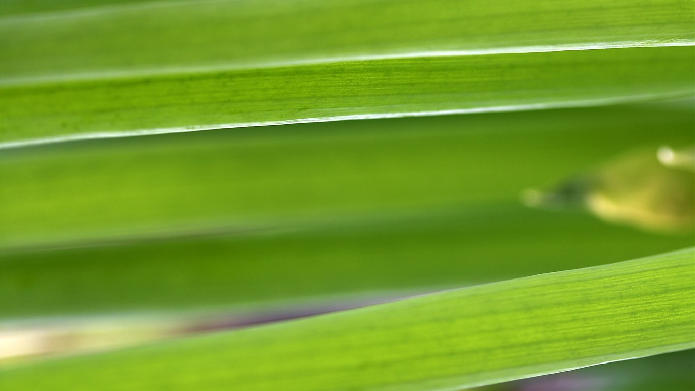 超大叶脉花草高清壁纸16 - 1366x768