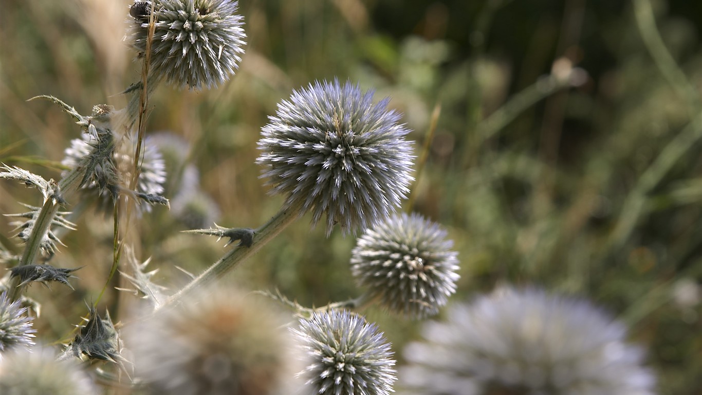 超大葉脈花草高清壁紙 #33 - 1366x768