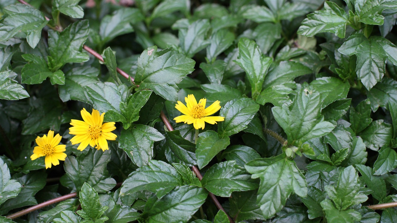 佳能 EOS 5D 样张壁纸 (评测样张)3 - 1366x768