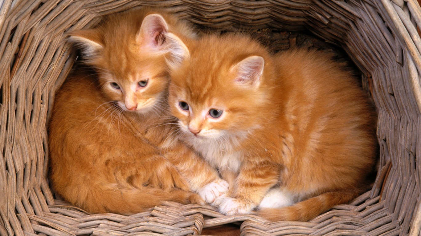 Little Pet Album Wallpaper #19 - 1366x768