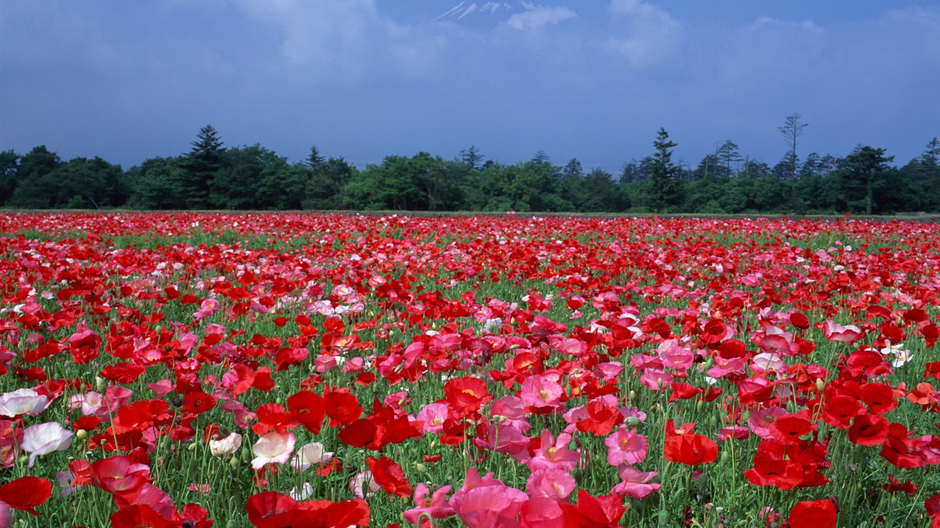 Fuji écran paysages Album #12 - 1366x768