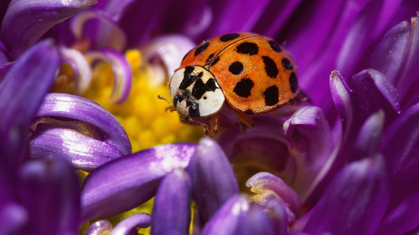 Fond d'écran photo d'insectes #6 - 1366x768