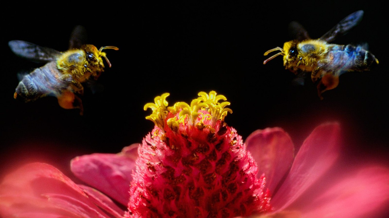 Fond d'écran photo d'insectes #19 - 1366x768