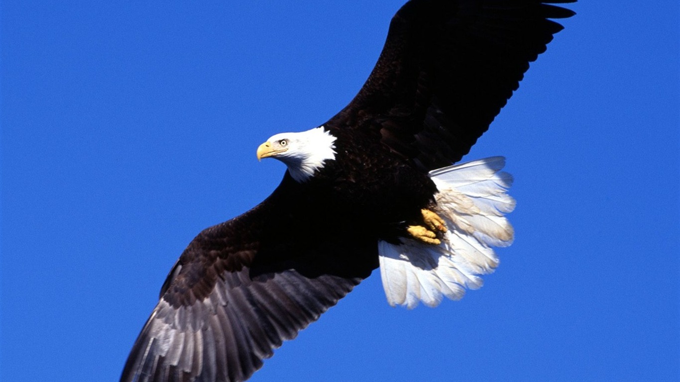 las alas del águila volar fondo de pantalla #1 - 1366x768