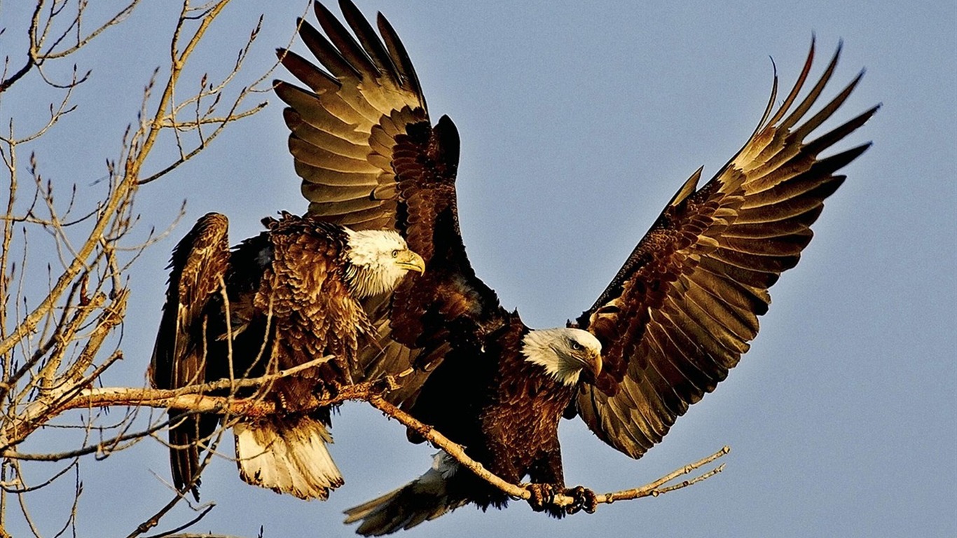 Eagle křídla letět wallpaper #3 - 1366x768
