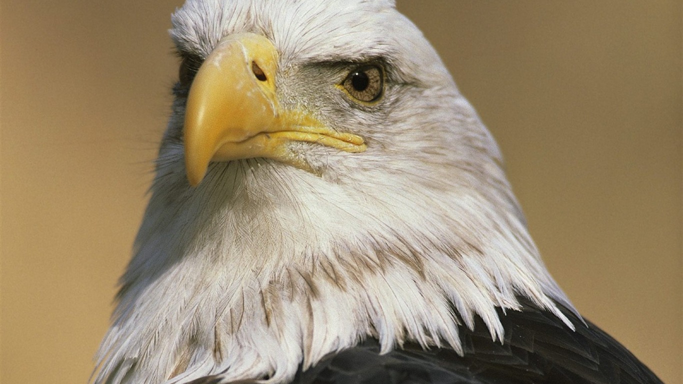 Eagle wings fly wallpaper #4 - 1366x768