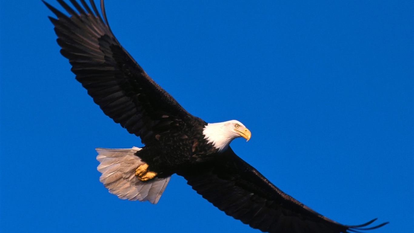 las alas del águila volar fondo de pantalla #8 - 1366x768
