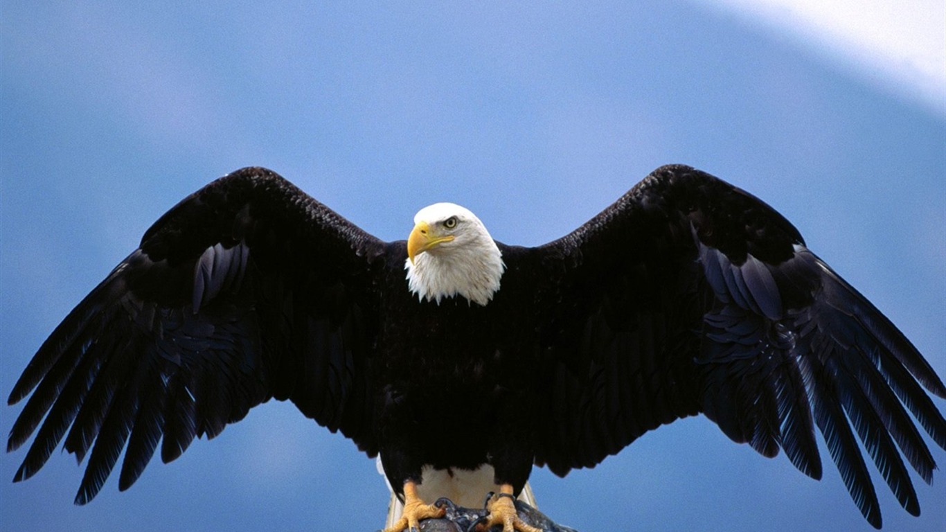 las alas del águila volar fondo de pantalla #9 - 1366x768