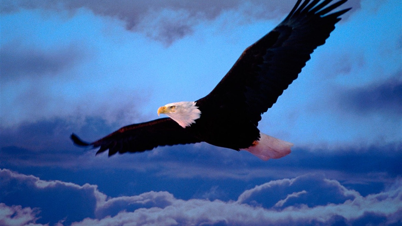Eagle křídla letět wallpaper #12 - 1366x768