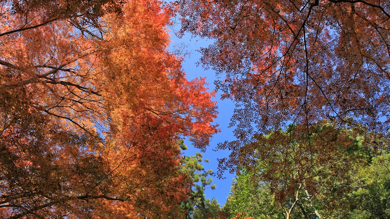 Beautiful Maple Leaf Wallpaper #8 - 1366x768