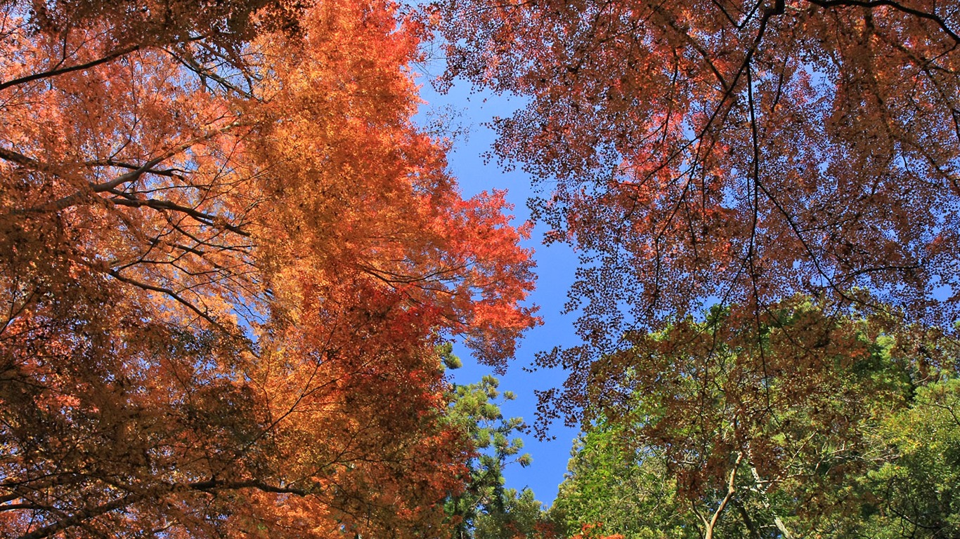 美丽枫叶满天壁纸专辑8 - 1366x768