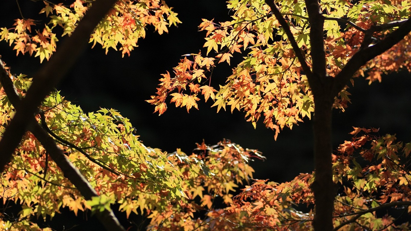 Beautiful Maple Leaf Wallpaper #11 - 1366x768