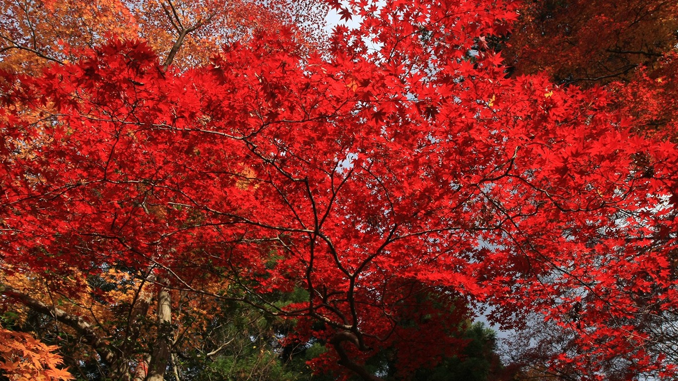 Beautiful Maple Leaf Wallpaper #12 - 1366x768