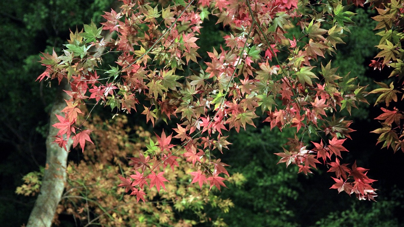 美丽枫叶满天壁纸专辑13 - 1366x768