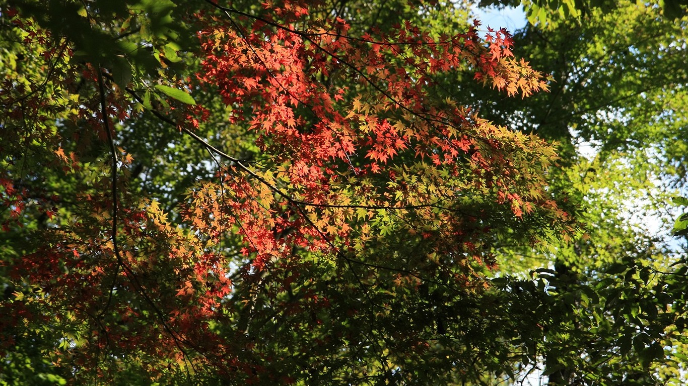 Beautiful Maple Leaf Wallpaper #18 - 1366x768