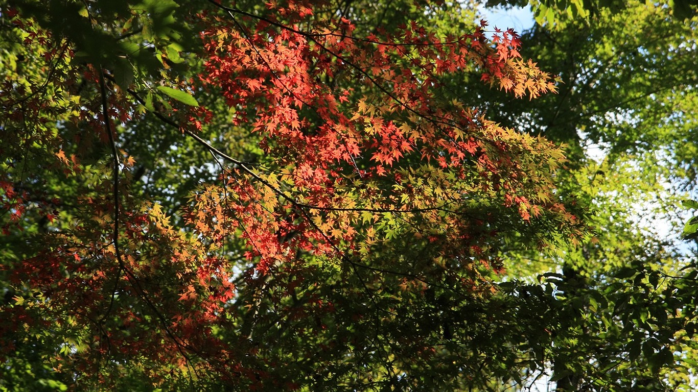 Fond d'écran Belle Feuille d'érable #18 - 1366x768