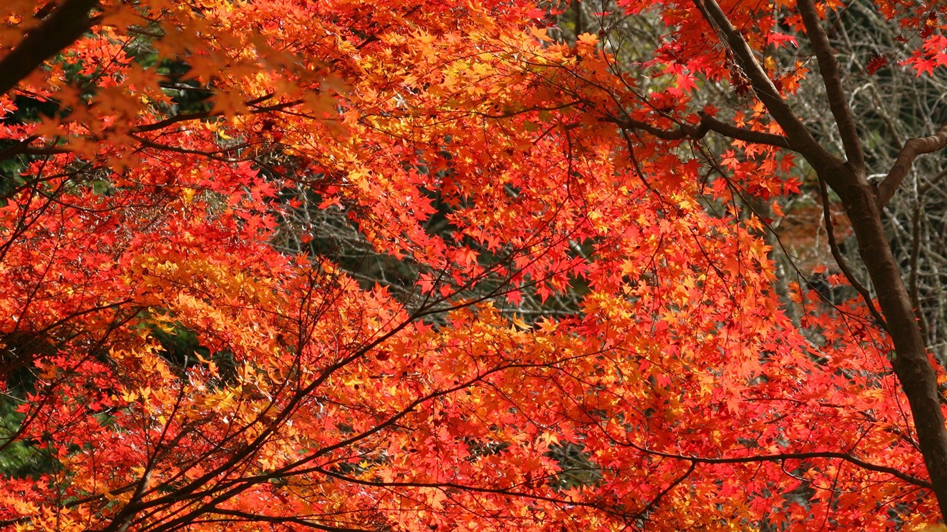 Beautiful Maple Leaf Wallpaper #20 - 1366x768