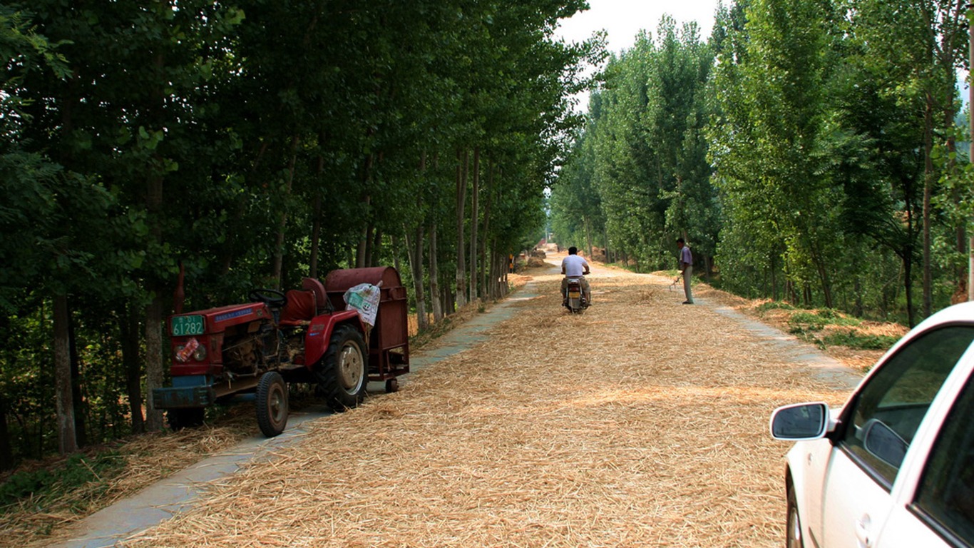 familiers du blé (Minghu œuvres Metasequoia) #12 - 1366x768
