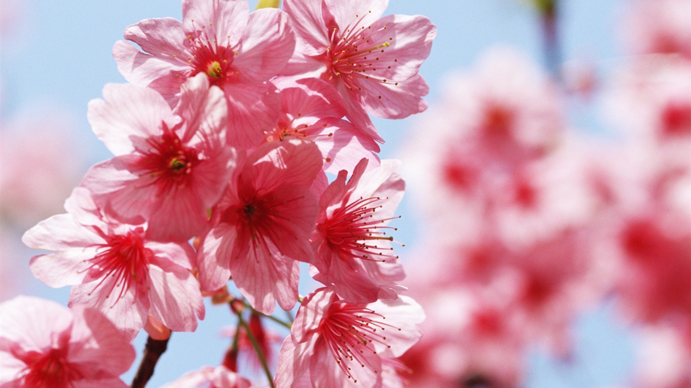 Bajo flores cielo despejado #1 - 1366x768