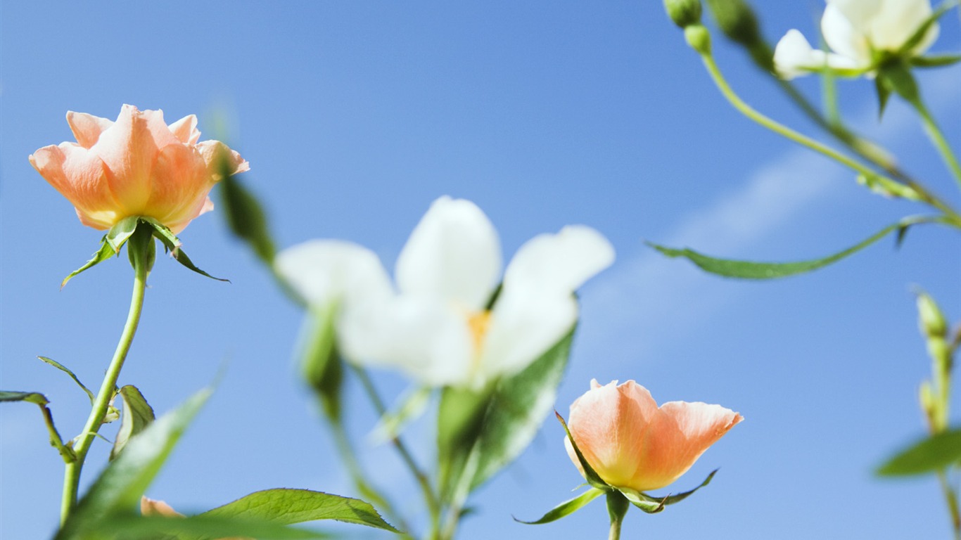 Bajo flores cielo despejado #2 - 1366x768