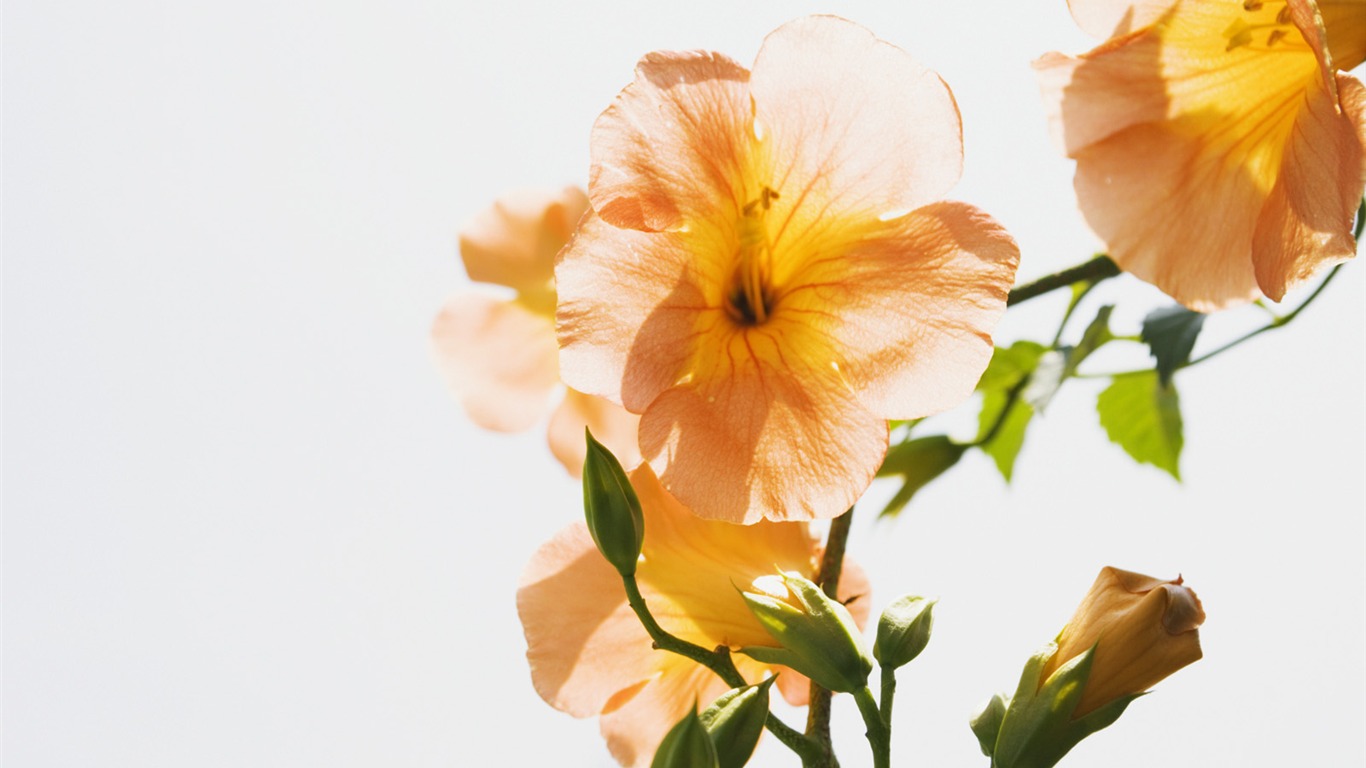 Bajo flores cielo despejado #4 - 1366x768