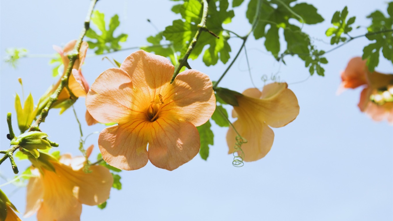 Bajo flores cielo despejado #5 - 1366x768