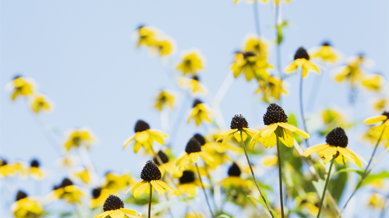 Bajo flores cielo despejado #6 - 1366x768