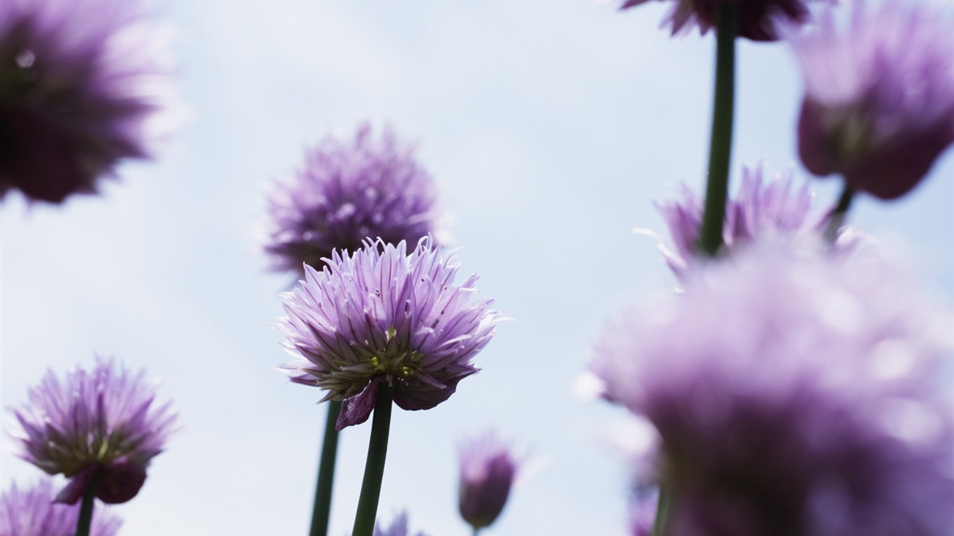 Bajo flores cielo despejado #7 - 1366x768