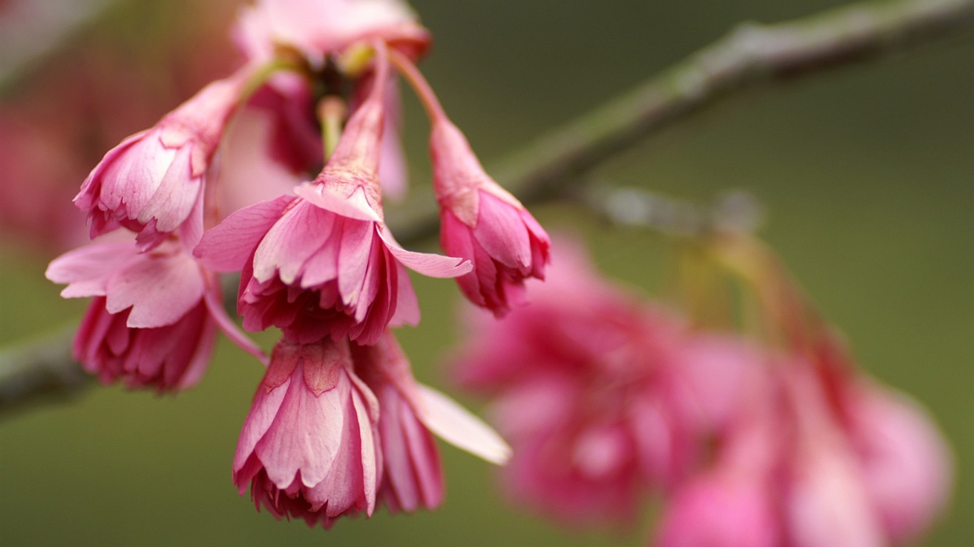 Fond d'écran Fleurs personnels #2 - 1366x768