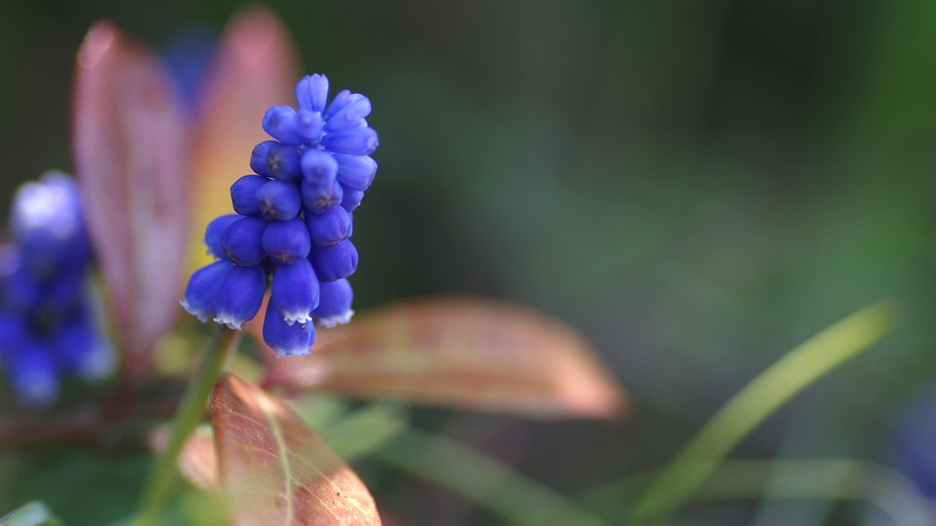 Fond d'écran Fleurs personnels #3 - 1366x768