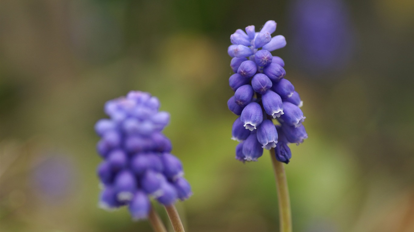 個人の花の壁紙 #4 - 1366x768