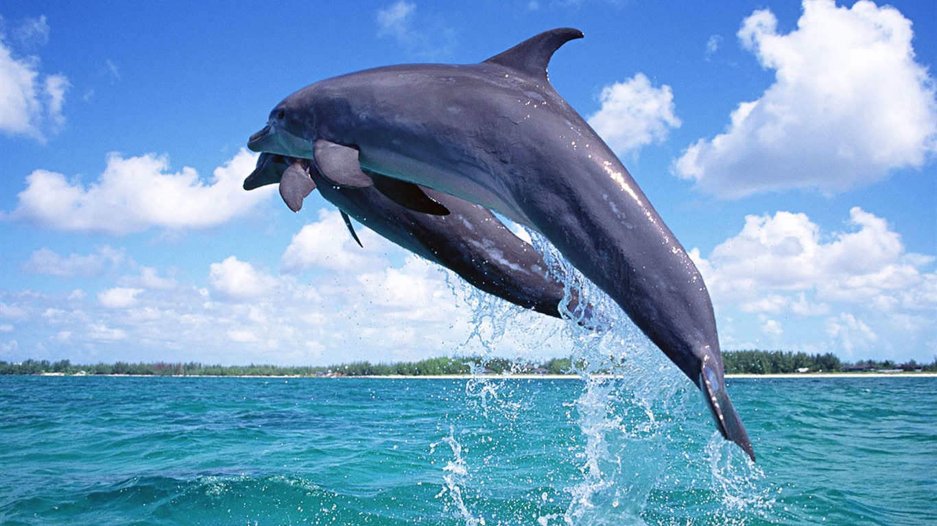 Dolphin Photo Wallpaper #1 - 1366x768