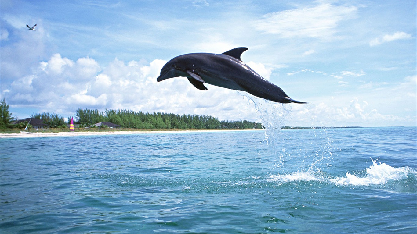 Fondo de pantalla de fotos de delfines #2 - 1366x768