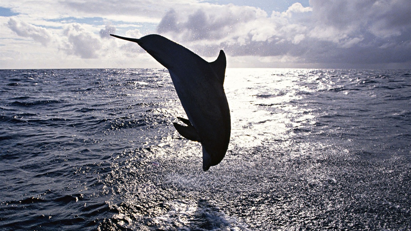 Dolphin Photo Wallpaper #3 - 1366x768