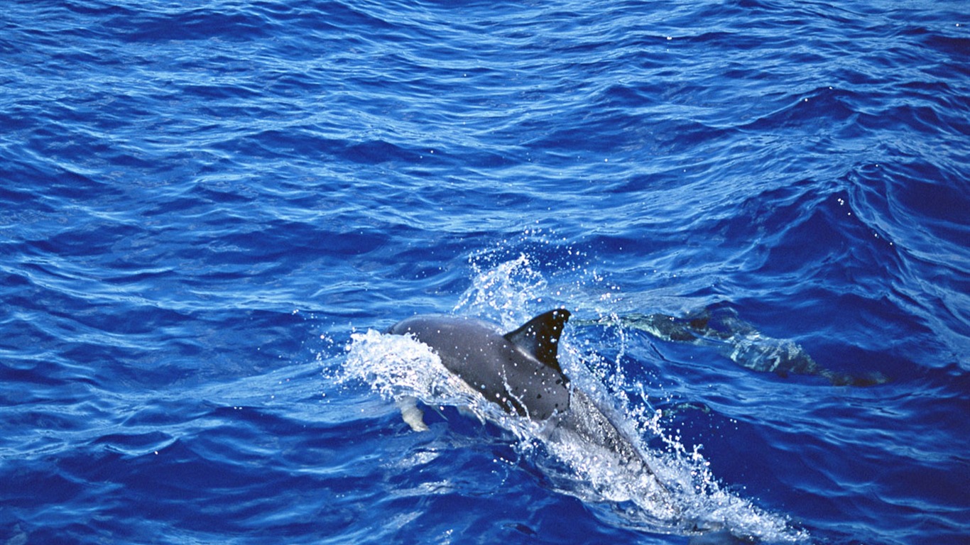 Dolphin Photo Wallpaper #4 - 1366x768