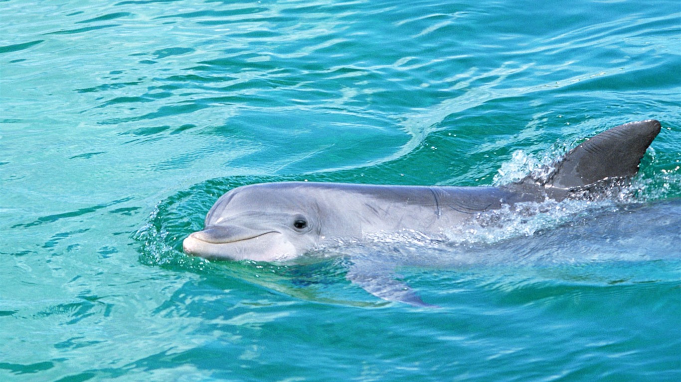 Fondo de pantalla de fotos de delfines #6 - 1366x768