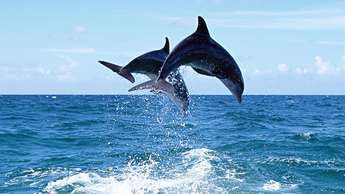 Dolphin Photo Wallpaper #7 - 1366x768