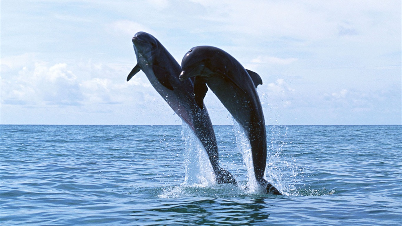 Fondo de pantalla de fotos de delfines #8 - 1366x768