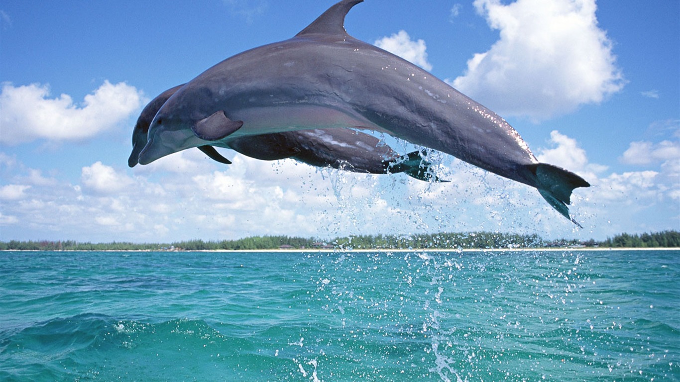 Dolphin Photo Wallpaper #9 - 1366x768