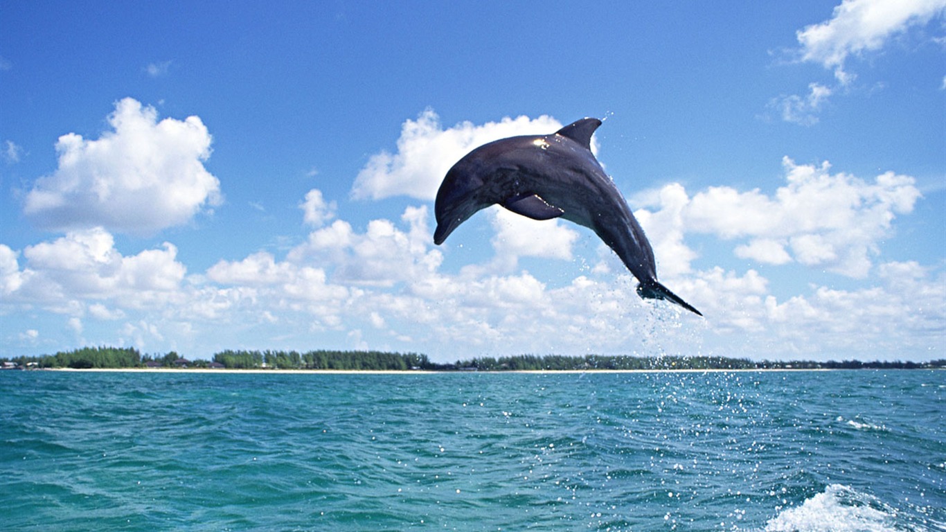 Dolphin Photo Wallpaper #12 - 1366x768