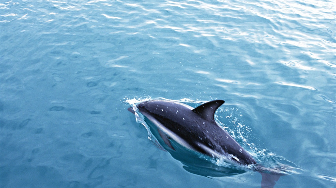 Dolphin Photo Wallpaper #13 - 1366x768