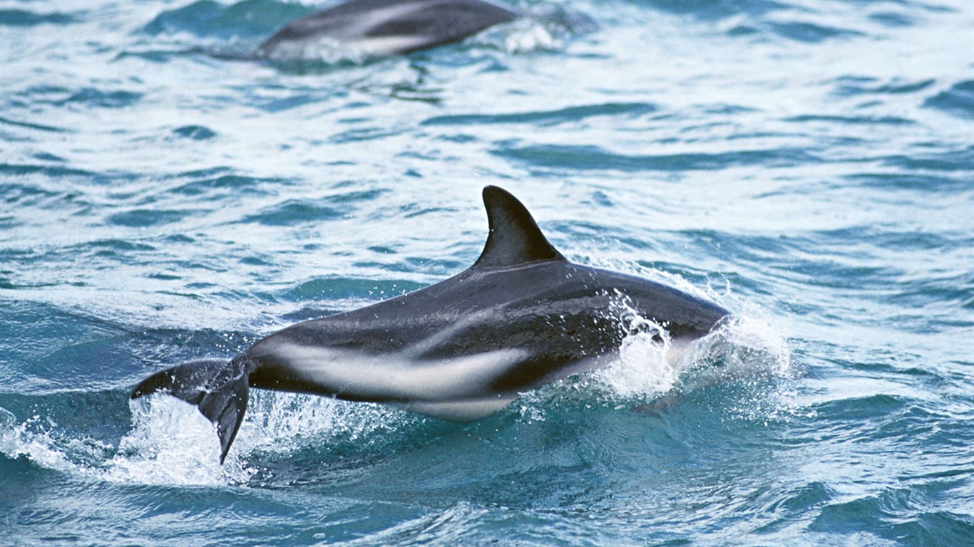 Dolphin Photo Wallpaper #14 - 1366x768