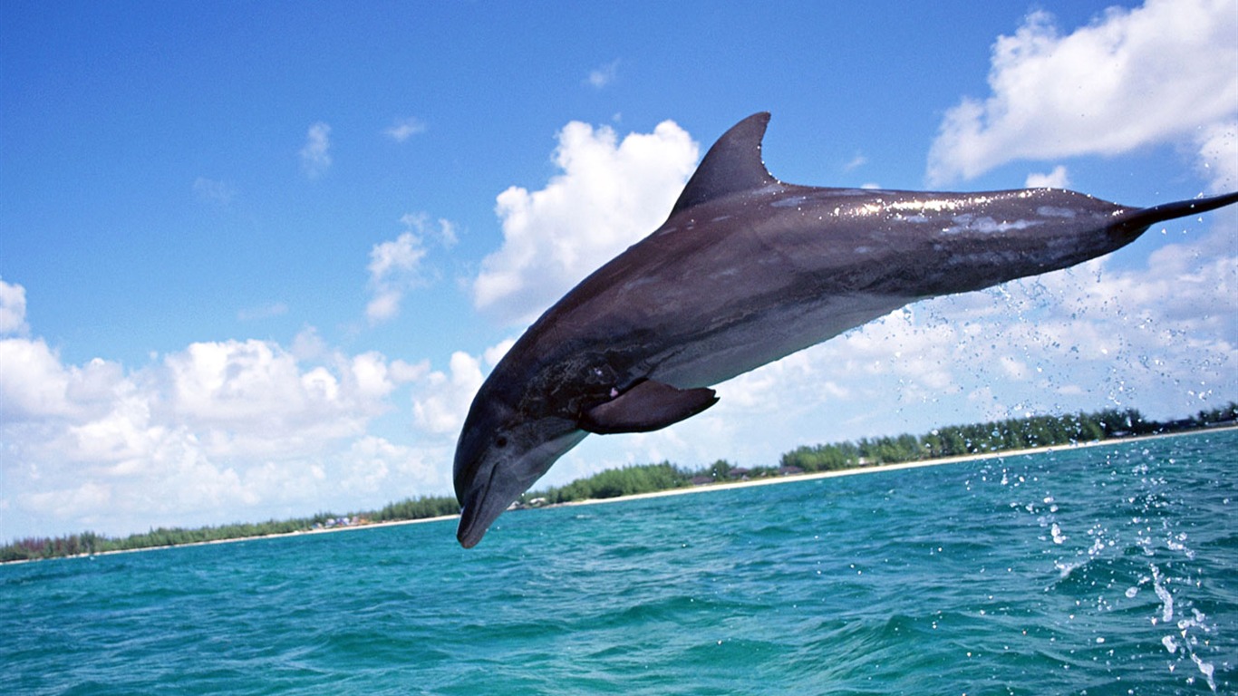 Dolphin Photo Wallpaper #15 - 1366x768