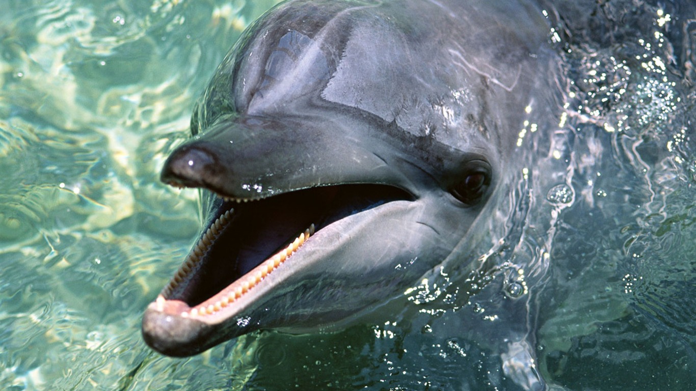 Fondo de pantalla de fotos de delfines #18 - 1366x768