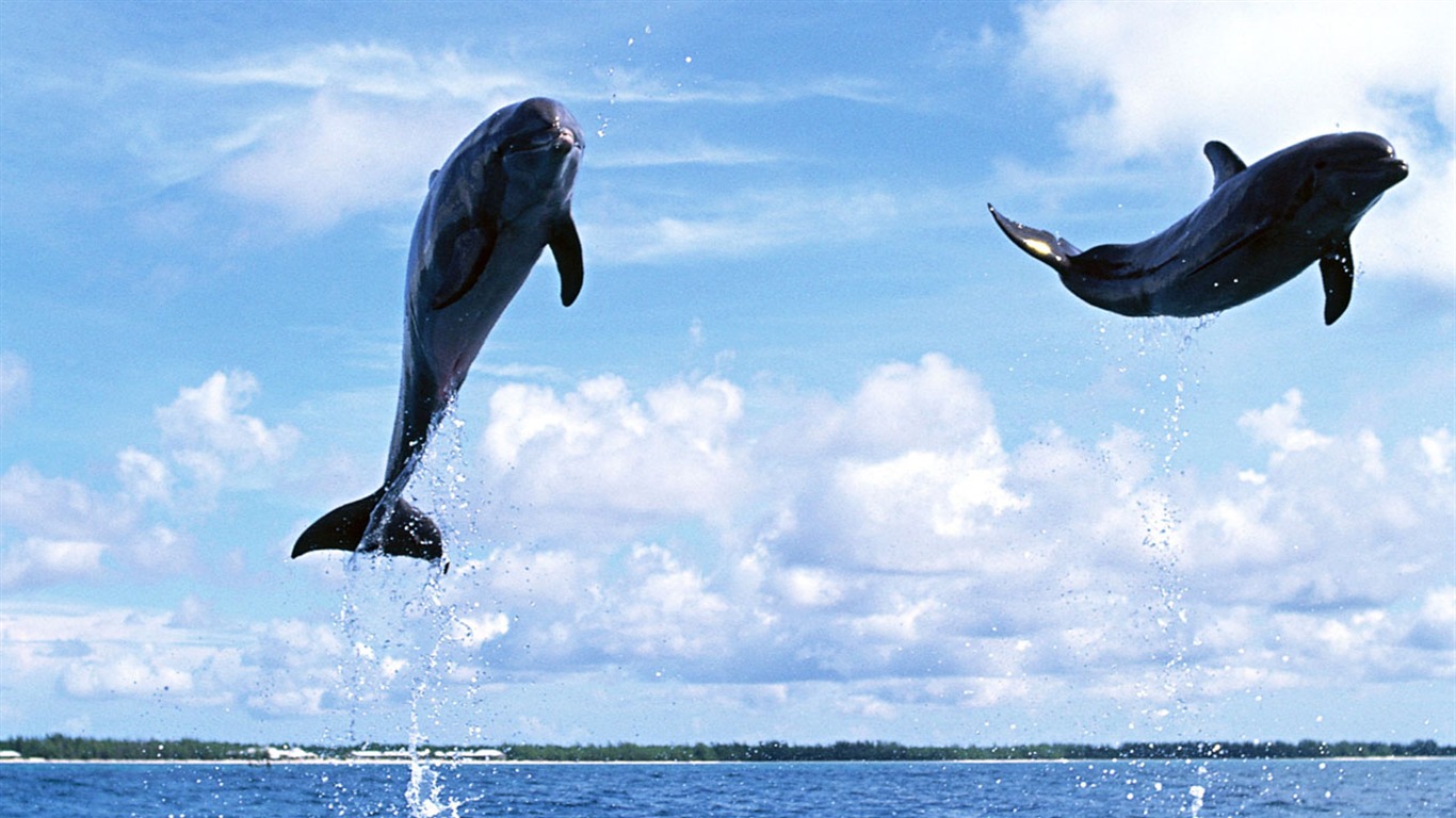 Дельфины прыгают по волнам