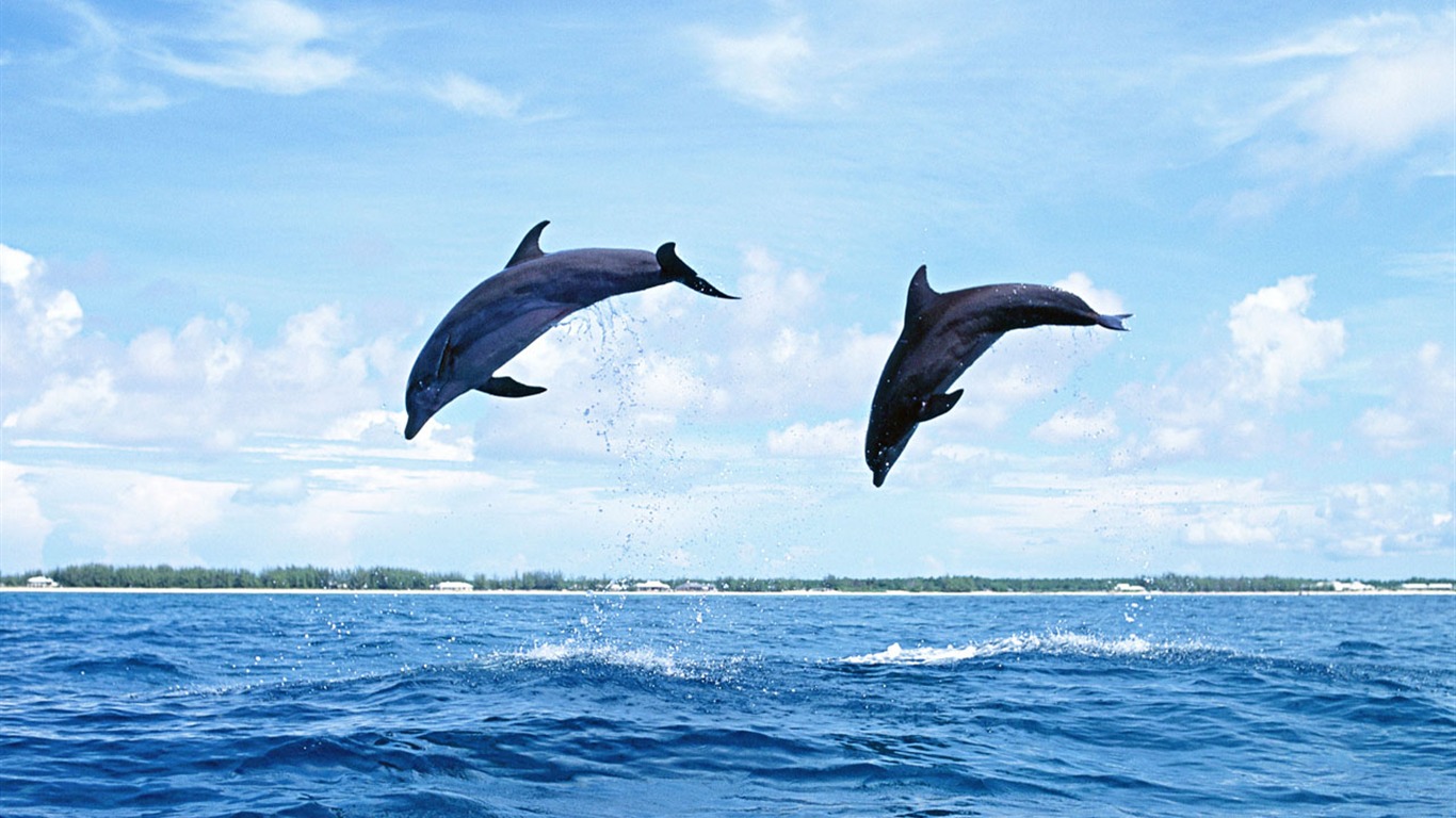 delfínů Foto Wallpaper #20 - 1366x768
