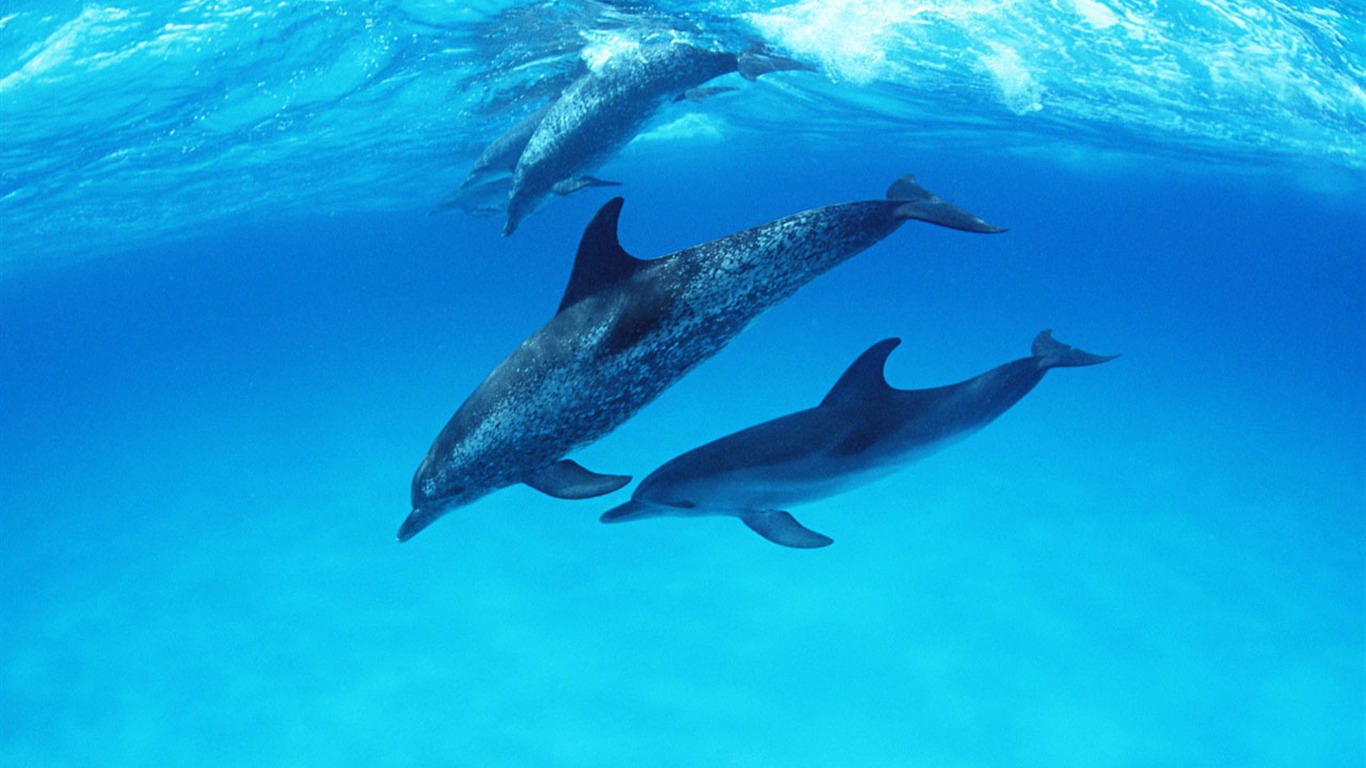 Fondo de pantalla de fotos de delfines #27 - 1366x768
