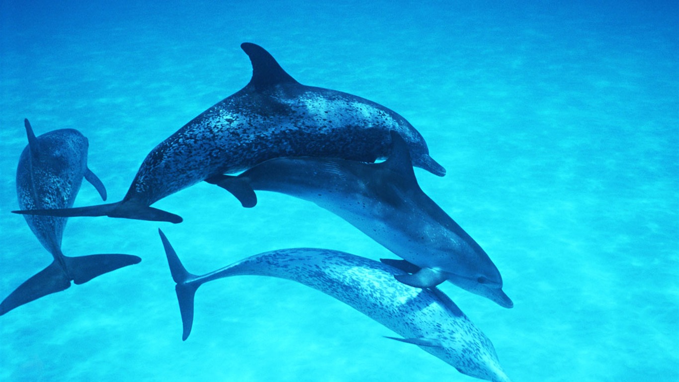 Fondo de pantalla de fotos de delfines #28 - 1366x768