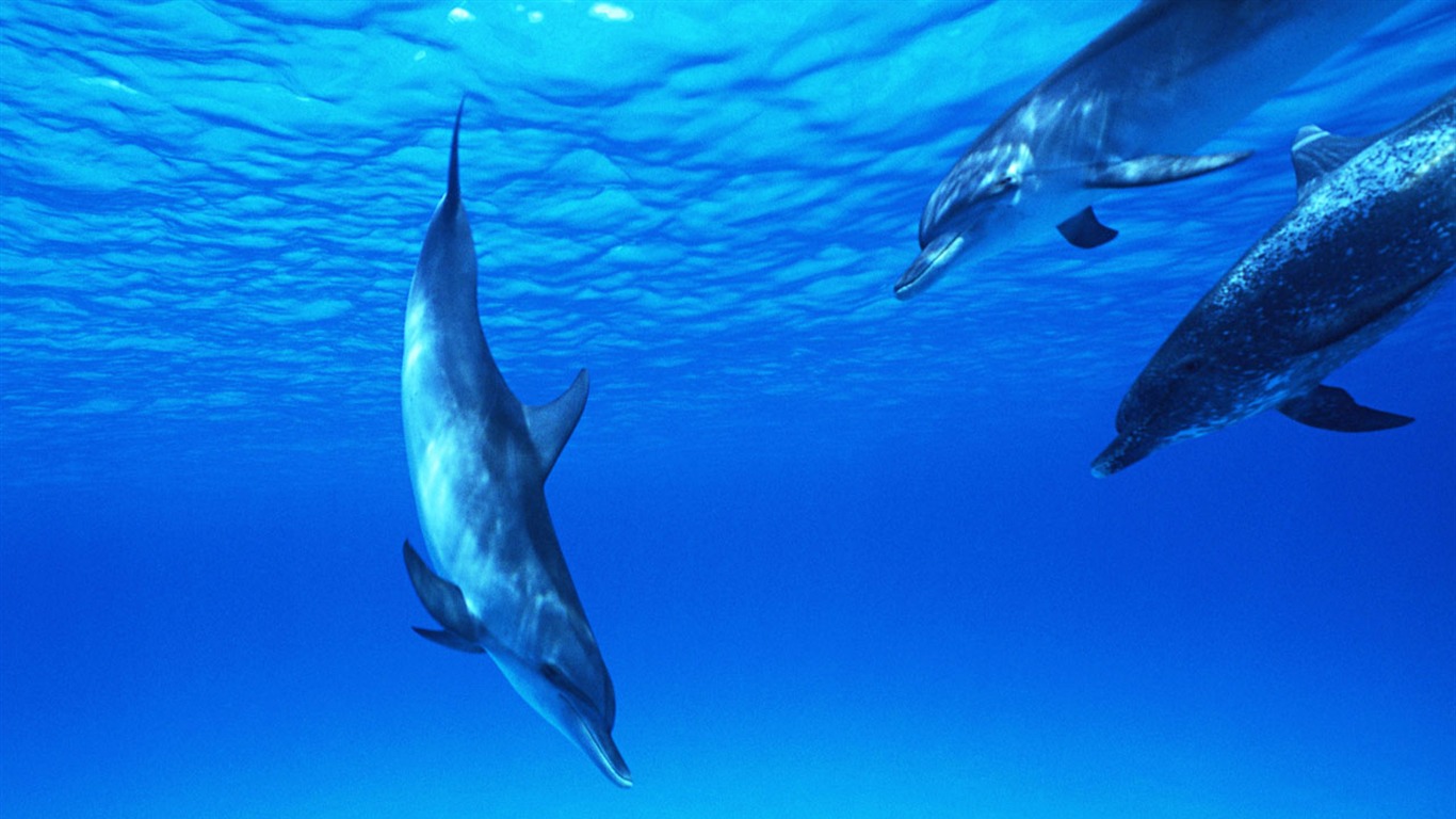 Fondo de pantalla de fotos de delfines #29 - 1366x768
